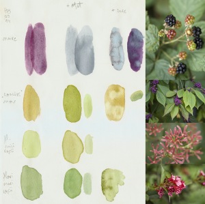 These are the colours I've used to create the image with the poppies. Unfortunatelly, Blackberry is the only name I know from this list of plants-colours I've made.